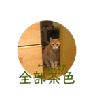 三毛猫茶色白黒2（個別スタンプ：27）