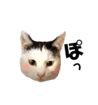 三毛猫茶色白黒2（個別スタンプ：29）