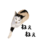 三毛猫茶色白黒2（個別スタンプ：30）