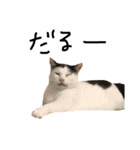 三毛猫茶色白黒2（個別スタンプ：32）