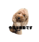 ビビの日常生活（個別スタンプ：11）