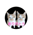 庭の、にゃんこたち  3（個別スタンプ：2）