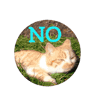 庭の、にゃんこたち  3（個別スタンプ：4）