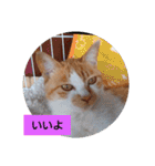 庭の、にゃんこたち  3（個別スタンプ：5）