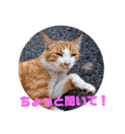 庭の、にゃんこたち  3（個別スタンプ：7）