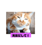 庭の、にゃんこたち  3（個別スタンプ：8）