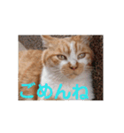 庭の、にゃんこたち  3（個別スタンプ：10）