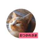 庭の、にゃんこたち  3（個別スタンプ：13）