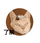 庭の、にゃんこたち  3（個別スタンプ：14）