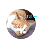 庭の、にゃんこたち  3（個別スタンプ：15）