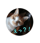 庭の、にゃんこたち  3（個別スタンプ：17）