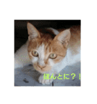 庭の、にゃんこたち  3（個別スタンプ：18）