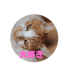 庭の、にゃんこたち  3（個別スタンプ：19）