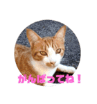 庭の、にゃんこたち  3（個別スタンプ：20）