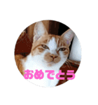 庭の、にゃんこたち  3（個別スタンプ：22）
