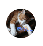 庭の、にゃんこたち  3（個別スタンプ：23）