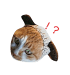 庭の、にゃんこたち  3（個別スタンプ：25）