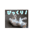 庭の、にゃんこたち  3（個別スタンプ：26）