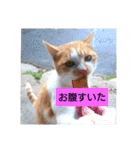 庭の、にゃんこたち  3（個別スタンプ：27）