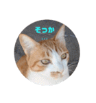 庭の、にゃんこたち  3（個別スタンプ：29）