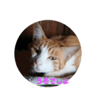 庭の、にゃんこたち  3（個別スタンプ：30）