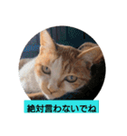 庭の、にゃんこたち  3（個別スタンプ：31）