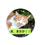 庭の、にゃんこたち  3（個別スタンプ：32）