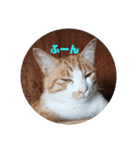 庭の、にゃんこたち  3（個別スタンプ：33）