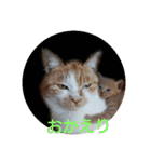 庭の、にゃんこたち  3（個別スタンプ：34）