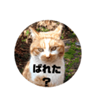 庭の、にゃんこたち  3（個別スタンプ：35）
