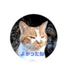 庭の、にゃんこたち  3（個別スタンプ：36）