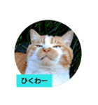 庭の、にゃんこたち  3（個別スタンプ：37）