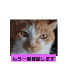 庭の、にゃんこたち  3（個別スタンプ：38）