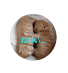 庭の、にゃんこたち  3（個別スタンプ：39）