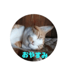 庭の、にゃんこたち  3（個別スタンプ：40）