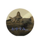 もっちとごまる（個別スタンプ：2）