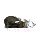 もっちとごまる（個別スタンプ：6）