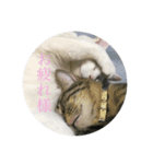 もっちとごまる（個別スタンプ：7）