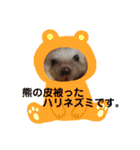ハリネズミのハルちゃん 1（個別スタンプ：1）