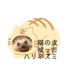 ハリネズミのハルちゃん 1（個別スタンプ：4）