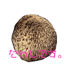 ハリネズミのハルちゃん 1（個別スタンプ：6）