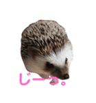ハリネズミのハルちゃん 1（個別スタンプ：8）