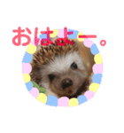 ハリネズミのハルちゃん 1（個別スタンプ：10）