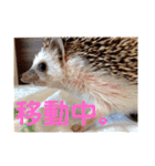 ハリネズミのハルちゃん 1（個別スタンプ：11）