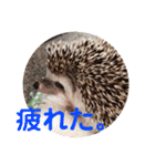 ハリネズミのハルちゃん 1（個別スタンプ：12）
