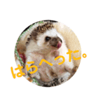 ハリネズミのハルちゃん 1（個別スタンプ：13）