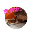 ハリネズミのハルちゃん 1（個別スタンプ：17）