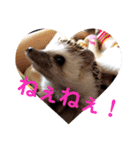 ハリネズミのハルちゃん 1（個別スタンプ：23）