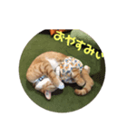 まるぅぅ2（個別スタンプ：8）
