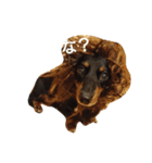 ダックスめめちゃん（個別スタンプ：5）
